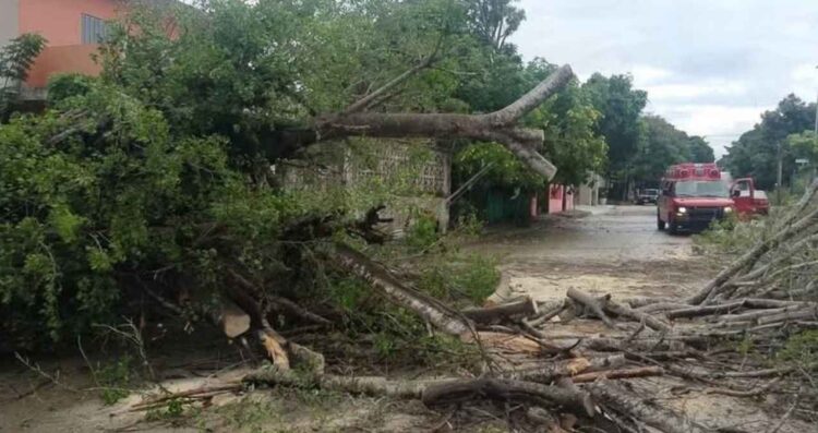 Árbol lluvias vialidad Altamira
