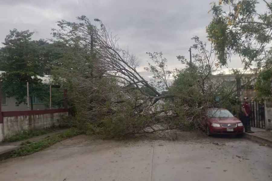 Árbol lluvias vialidad Altamira 