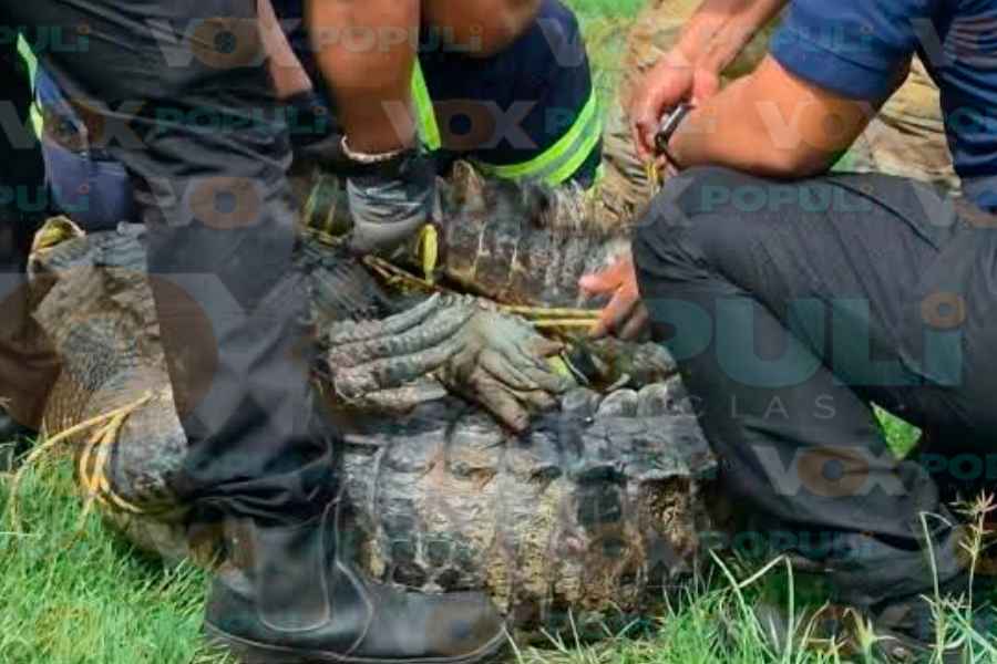 Bomberos cocodrilo Madero (1)