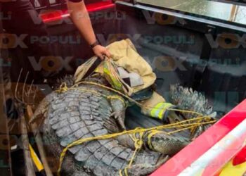 Bomberos cocodrilo Madero