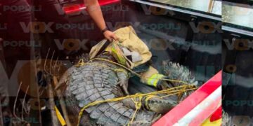 Bomberos cocodrilo Madero