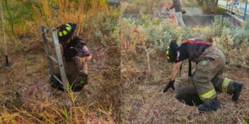 Bomberos perro atrapado Nuevo Laredo