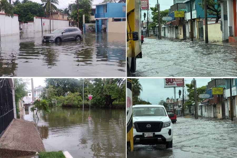 Cocodrilo lluvias  Ciudad Madero