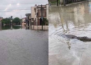 Cocodrilo lluvias Ciudad Madero