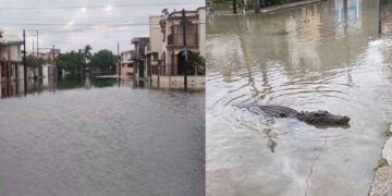 Cocodrilo lluvias Ciudad Madero