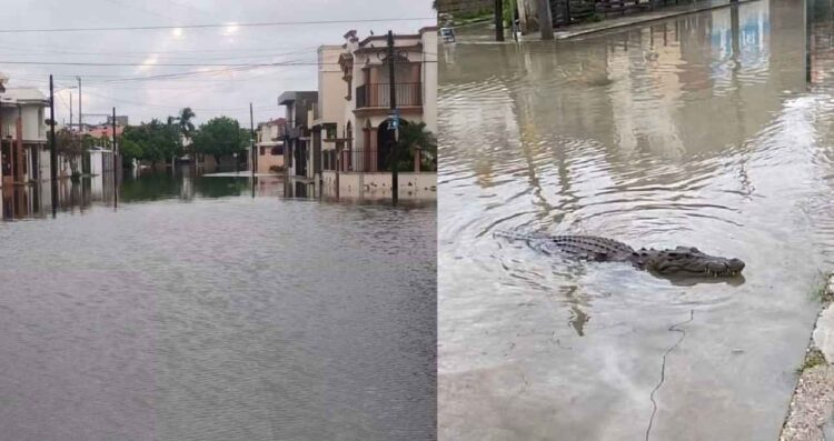 Cocodrilo lluvias Ciudad Madero