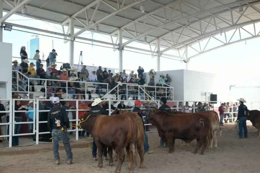 Concurso Novillo Gordo Feria