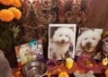 Día de Muertos ofrenda para mascotas