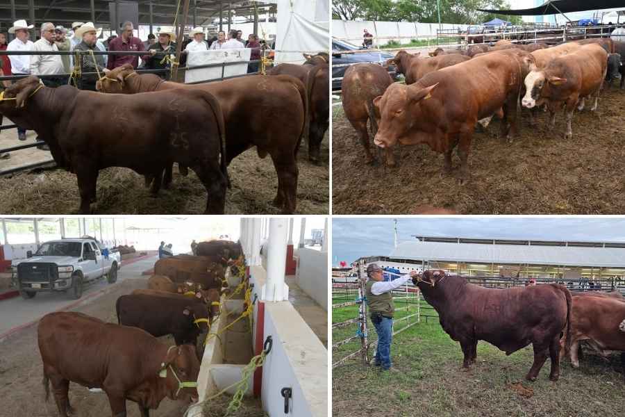  Mejoramiento Genético Feria Tamaulipas 