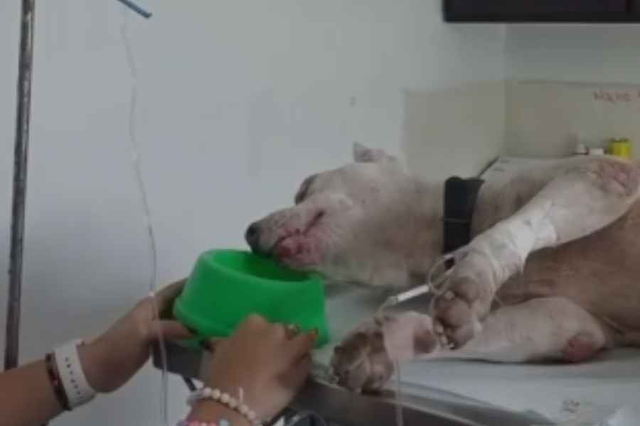 Perro atención médica Tampico