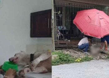 Perro atención médica Tampico