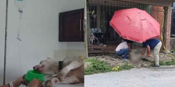 Perro atención médica Tampico