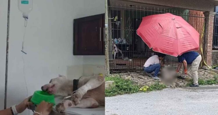 Perro atención médica Tampico
