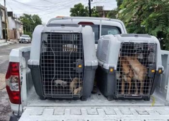 Resguardan perros Madero
