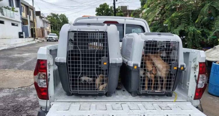 Resguardan perros Madero