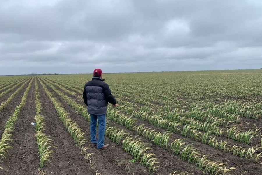Tamaulipas datos INEGI campo