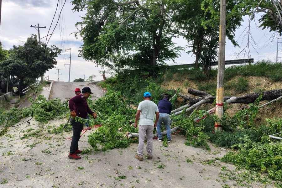  árbol cae acceso Tampico