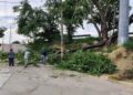 árbol cae acceso Tampico