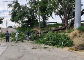 árbol cae acceso Tampico