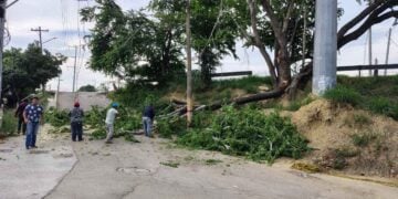 árbol cae acceso Tampico