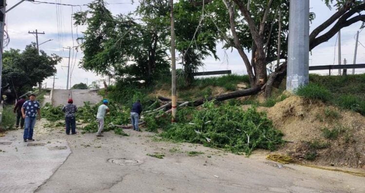 árbol cae acceso Tampico