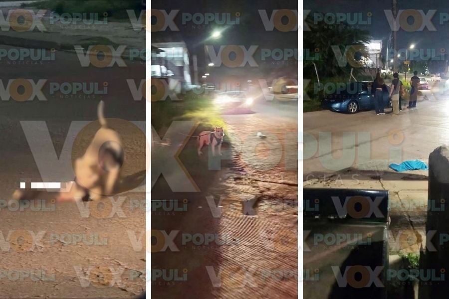 ataque de pitbull Tampico