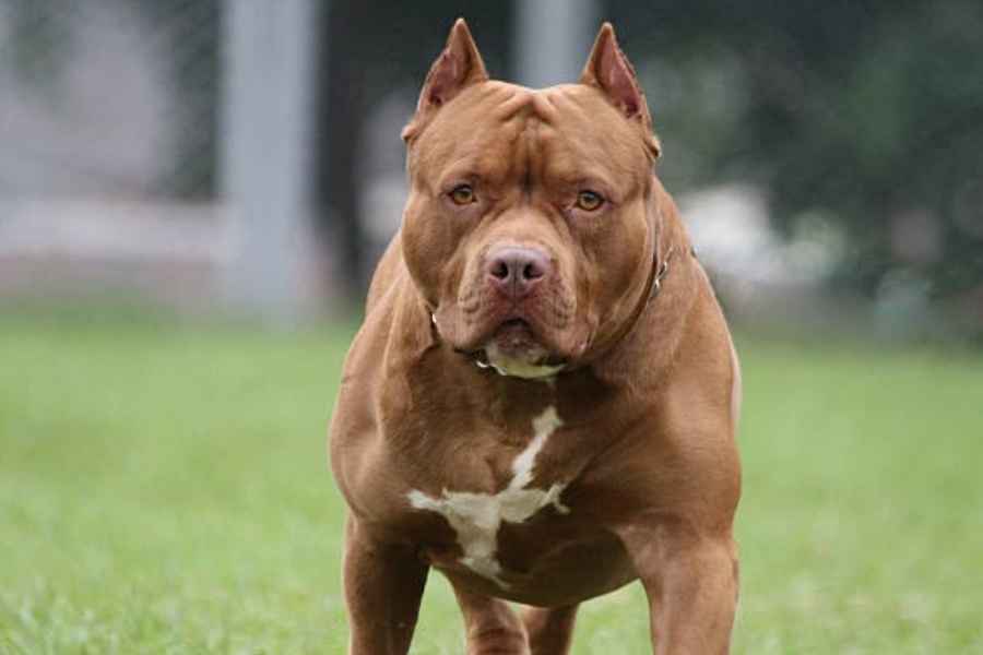  ataque perro adulta Tampico