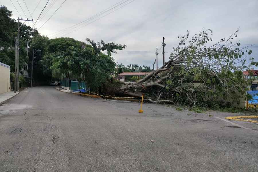 caída  árbol Chaírel Tampico 