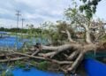 caída árbol Chaírel Tampico
