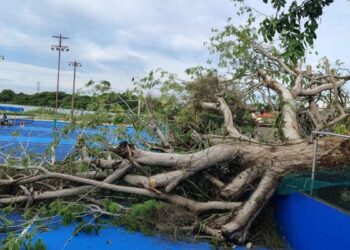 caída árbol Chaírel Tampico