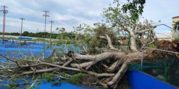 caída árbol Chaírel Tampico