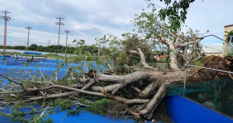caída árbol Chaírel Tampico