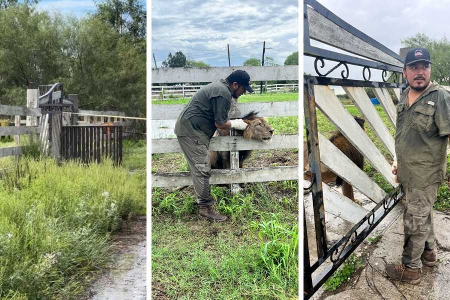 capturan león en Matamoros