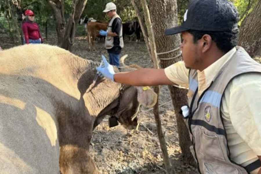 casos gusano barrenador  Tamaulipas