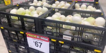 cebolla blanca Ciudad Victoria