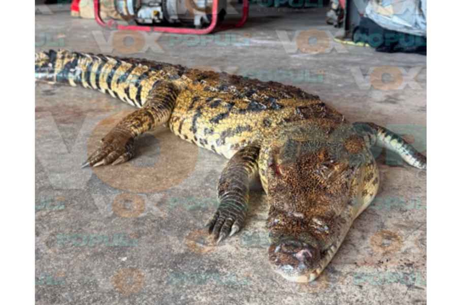 cocodrilo Laguna del Carpintero en Tampico