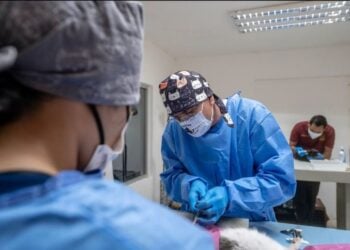 esterilización de perros y gatos Nuevo Laredo
