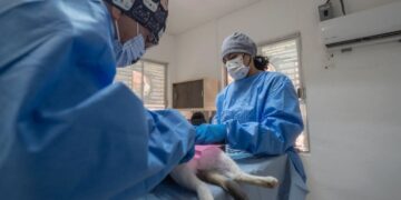esterilización de perros y gatos Nuevo Laredo