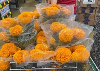 flor de cempasúchil Ciudad Victoria
