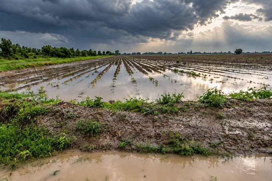  lluvias  campo norte de Tamaulipas