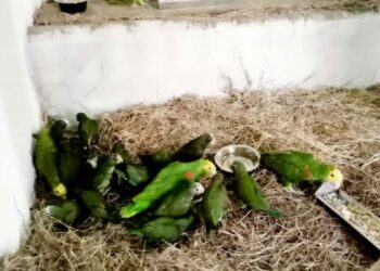 loros asegurados Tamaulipas Texas