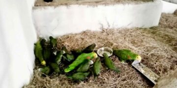 loros asegurados Tamaulipas Texas