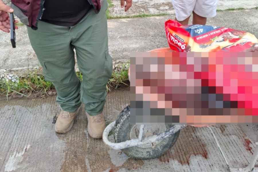 muerte perro agredido Tampico