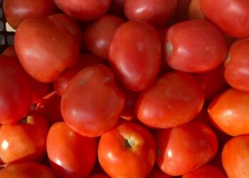 precio del kilo de tomate Ciudad Victoria