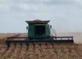 productores de sorgo en Matamoros