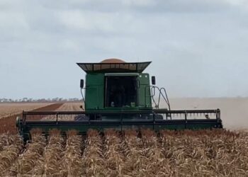 productores de sorgo en Matamoros