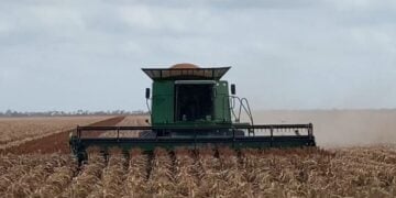 productores de sorgo en Matamoros