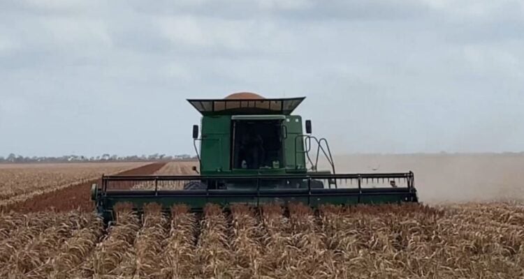 productores de sorgo en Matamoros
